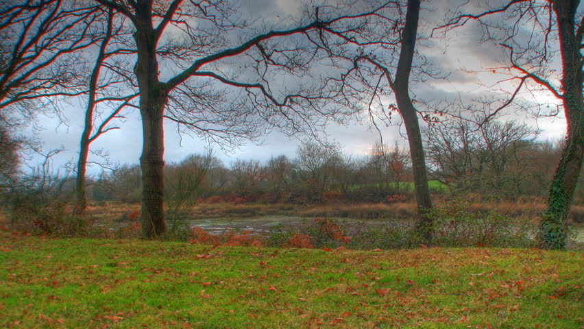 Sunset through trees, HD motorized time lapse clip, high dynamic range imaging