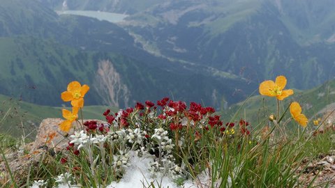 Edelweiss (Leontopodium alpinum) and other flowers on the background of mountain lake.
