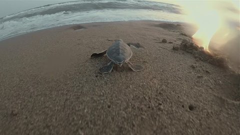 Baby sea turtles are trying to reach to the sea after they hatch from their nests. They first had a long run on the sand and meet the waves into the sea or ocean.