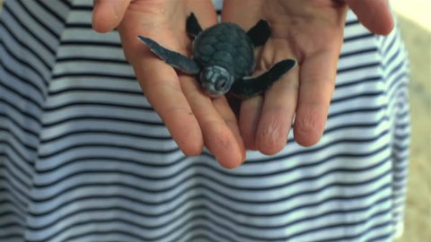 A baby sea turtle is on the hand of a volunteer; waiting to be released to the ocean.