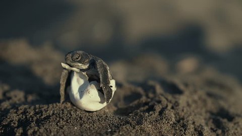 A baby sea turtle could not hatch by itself  and got out by the biologist. This is not an ordinary scene since marine turtles hatch underground and leave their eggs under the sand.