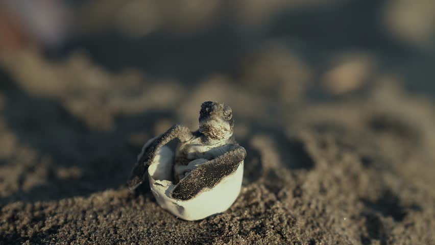 A baby sea turtle could not hatch by itself  and got out by the biologist. This is not an ordinary scene since marine turtles hatch underground and leave their eggs under the sand. | Shutterstock HD Video #32510725