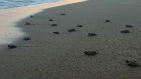 Baby marine turtles are running to the sea on the sand.