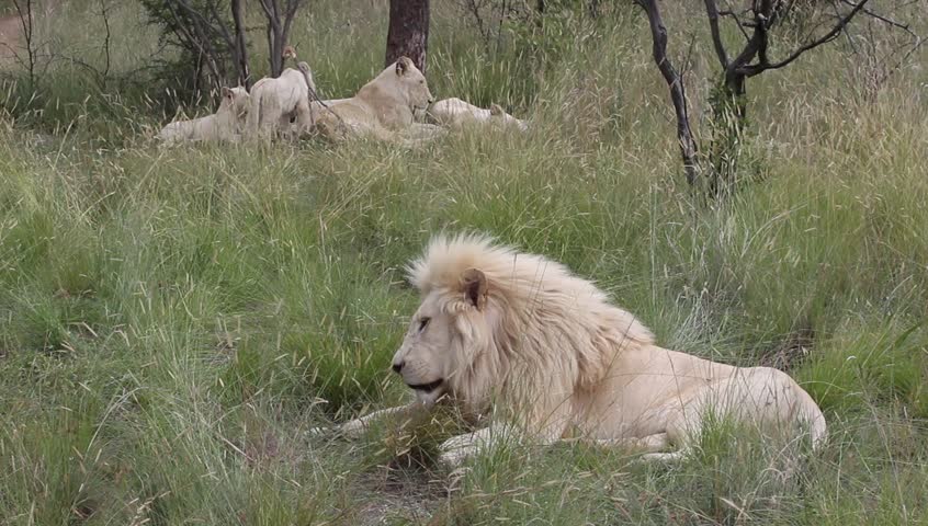 Pride of White Lions