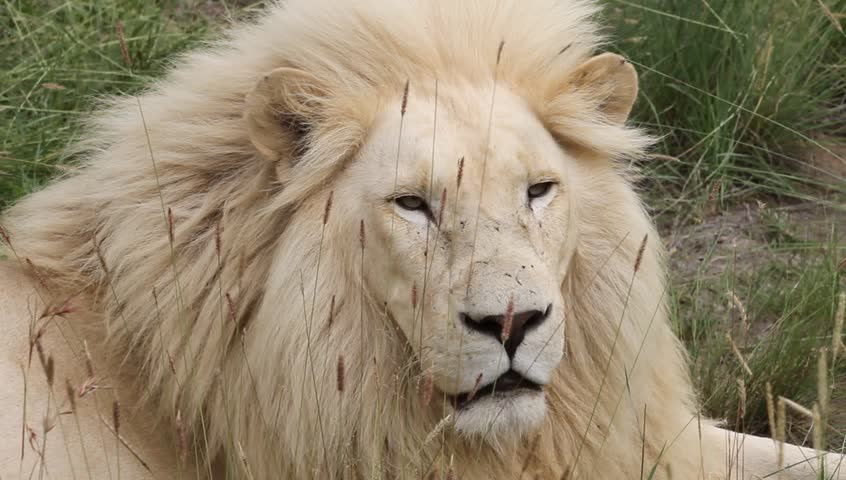 White lion's face close up