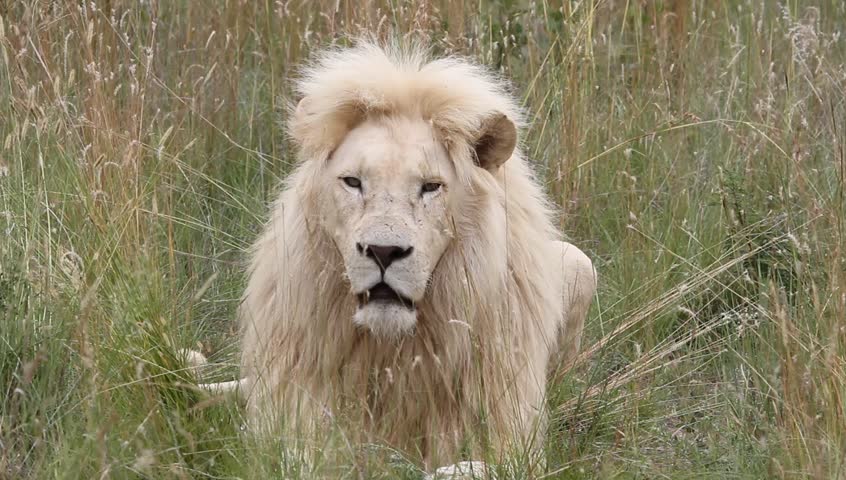 White male lion yawns and walks off