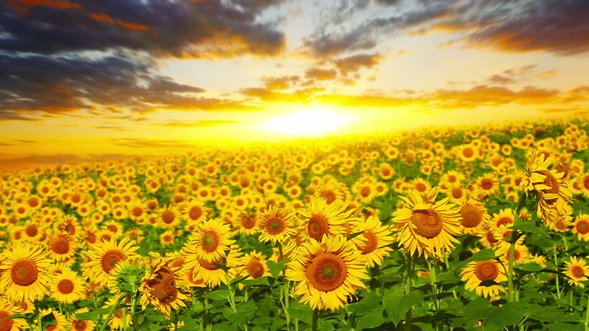 flowering sunflowers on a background sunset Royalty-Free Stock Footage #3251299