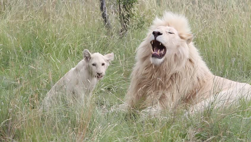 White lion cub walks away from dad
