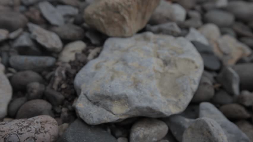 Fossilized corals and shells found in the taiga of Siberia