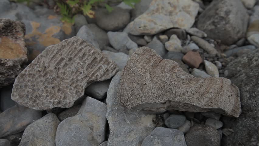 Fossilized corals and shells found in the taiga of Siberia