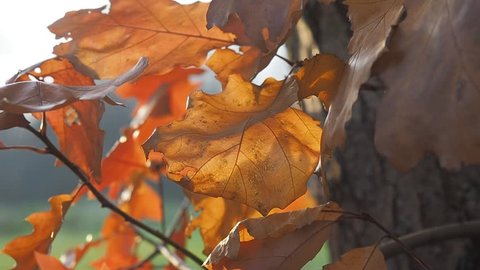 Autumn day. The brightly red oak leaves can be heard in the wind. The rays of the setting sun illuminate everything around.