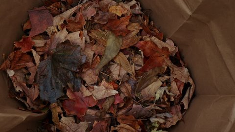 Rise Up From Inside of Leaf Bag Placing Leaves. overhead view from inside a leaf bag rising up to reveal woman picking up and placing leaves in a bag