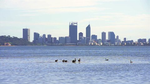 Black swans on the Swan river in Perth, Western Australia, with the city skyline in the background.