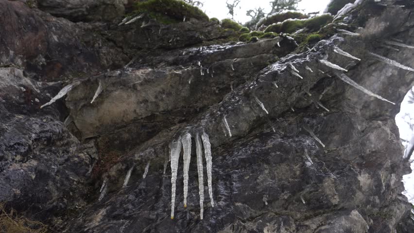 Icicles hanging from a cliff covered with moss
