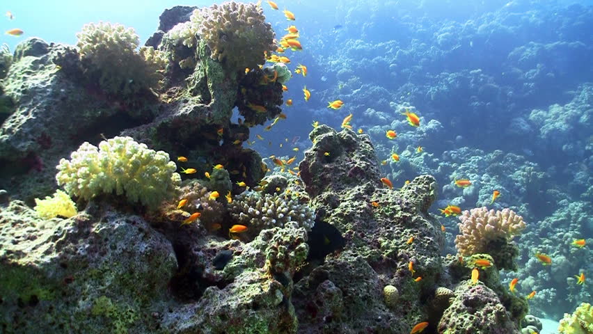 Colorful Fish on Vibrant Coral Reef, static scene, Red sea