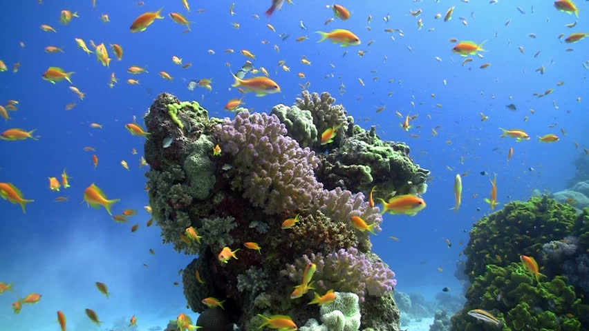 Colorful Fish on Vibrant Coral Reef, static scene, Red sea