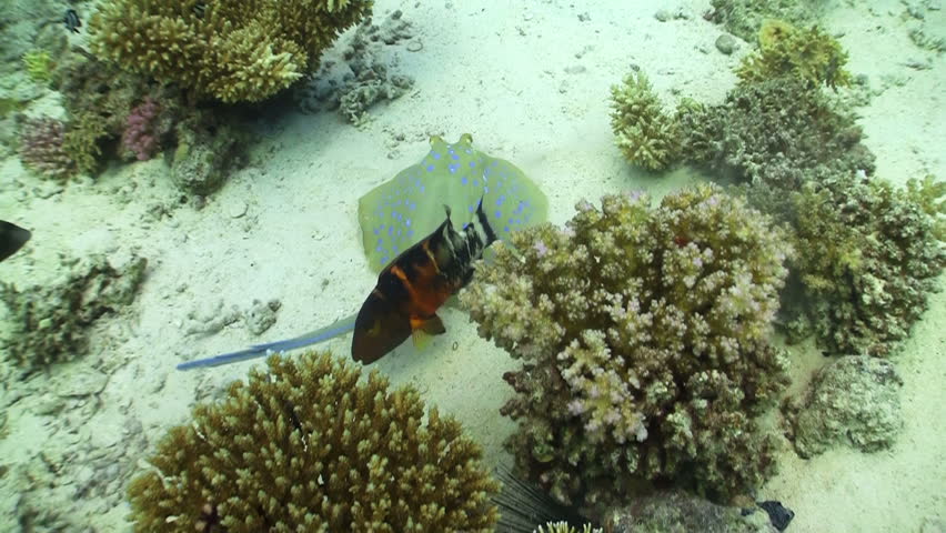 Blue Spotted Stingray swims on the coral reef, Red sea
