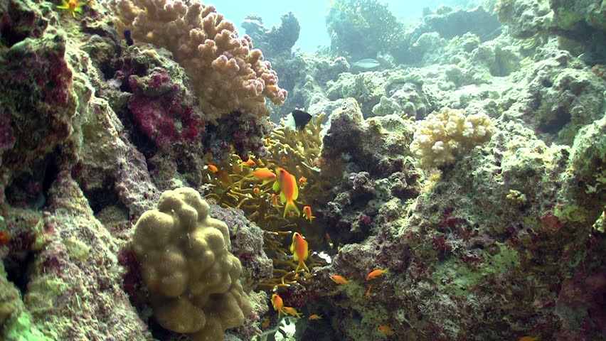 Colorful Fish on Vibrant Coral Reef, static scene, Red sea