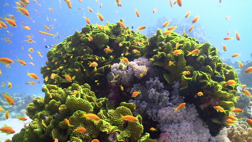 Colorful Fish on Vibrant Coral Reef, static scene, Red sea