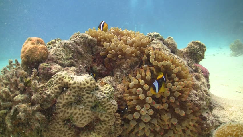Clown Anemonefish on Coral Reef, Red sea