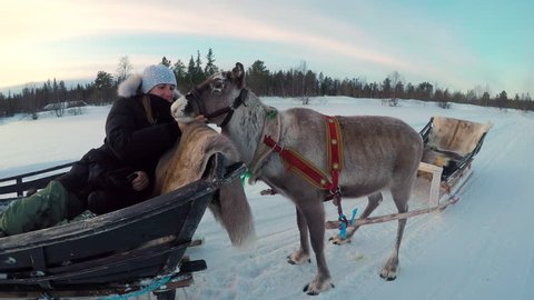 Female tourist on reindeer sledging attraction in Lapland petting young female deer while sitting in sleigh. Woman traveler enjoying winter vacation in snowy Finland, caressing sledge pulling deer