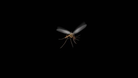 Flying Mosquito - Transparent Background