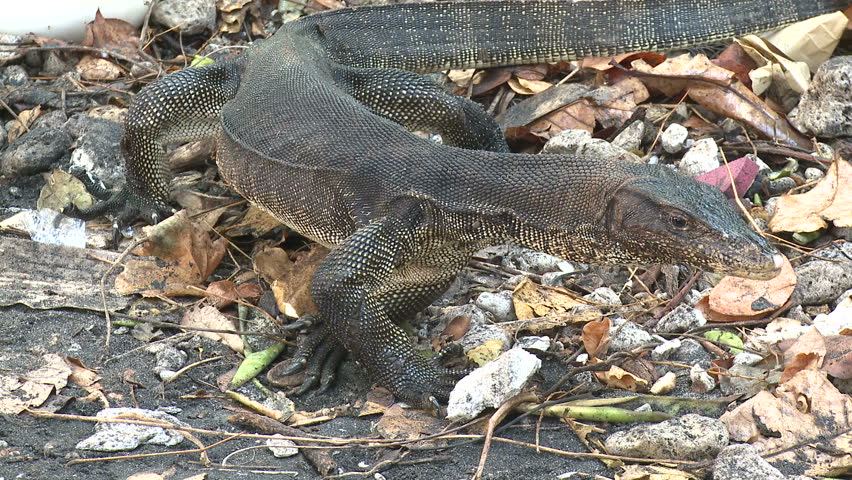 Huge Monitor Lizard In Indonesia Varanus. Shot on Sony EX1 XDCAM at Anak