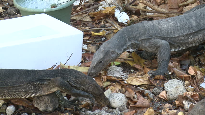 Huge Monitor Lizard In Indonesia Varanus. Shot on Sony EX1 XDCAM at Anak