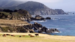 Cows lounging in front of Coastline in Big Sur