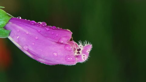 This is a footage of two ants visit foxglove flower.