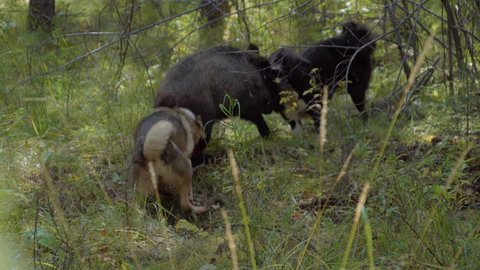 Dogs attacking a wild boar