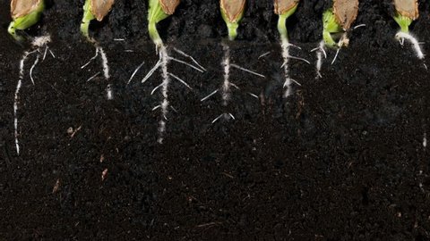 Germinating pumpkin seed roots underground vew with roots