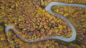 top view still aerial view 4k video of curvy country road through colorful autumn forest
