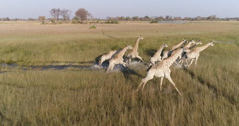 Wildlife of Africa . Spectacular aerial view of giraffe herd walking across the grassy plains of the Okavango Delta, Botswana
