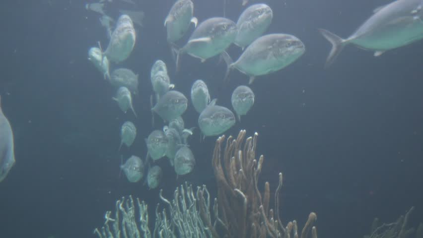 School of Fish | Shutterstock HD Video #32547547