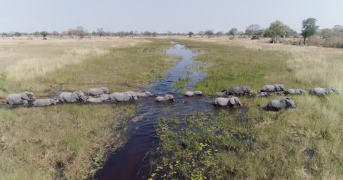 Aerial view of a breeding herd of elephants crossing a river in the Okavango Delta, Botswana. Wildlife of Africa