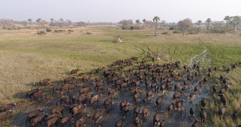 Aerial view of a large herd of buffalo moving through water in the plains of the Okavango Delta, Botswana