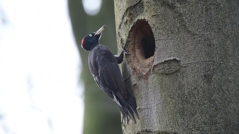 Black woodpecker looking on the the beech tree hole, spring, (dryocopus martius)