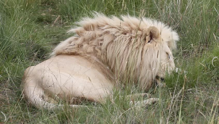 Male White lion fast asleep 