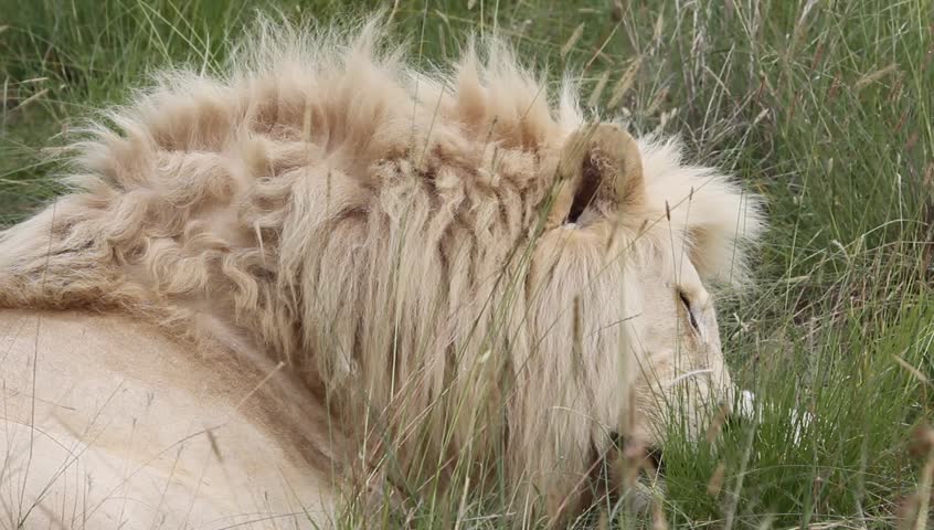 Close up of adult White lion sleeping