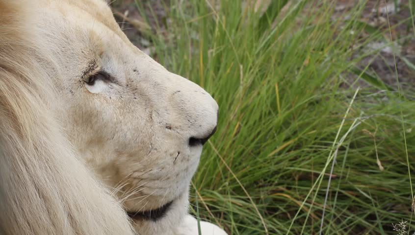 Extreme close up side view of adult male lion looking around.