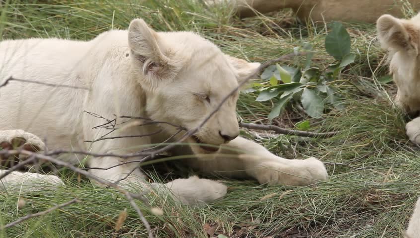 Young White lion cub chewing on branch