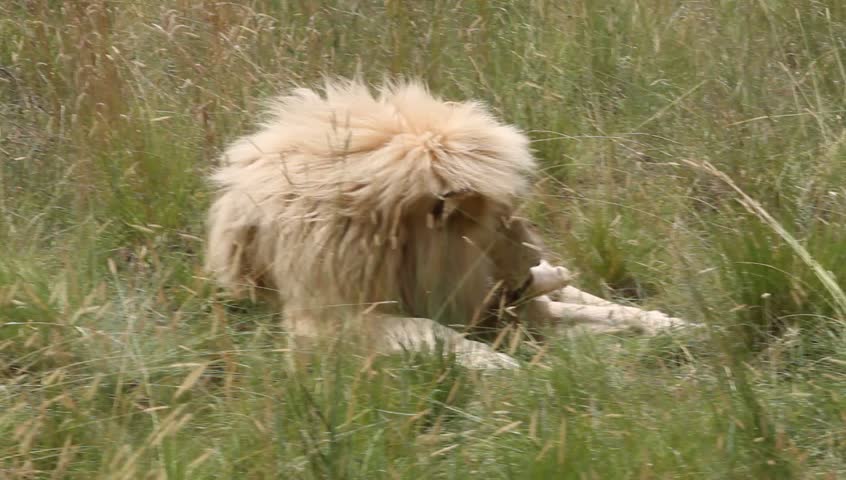 Adult male White lion cleaning himself.
