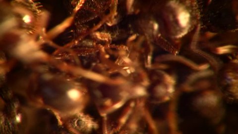 Little Black Ants (Monomorium minimum) swarming extreme close up.