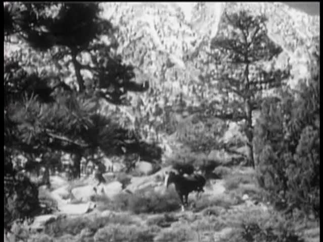 Long shot of horse running through forest