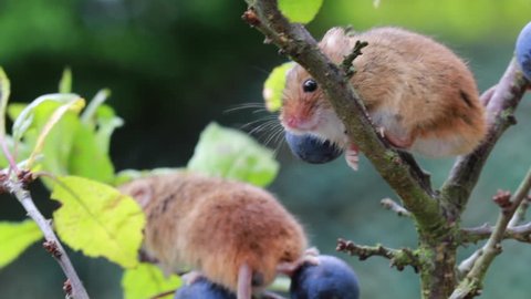 two cute harvest mice, mouse sniffing and moving on a sloe stem with blurred background