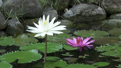 Flowers of pink and white Lotus have revealed in a reservoir. Clip 4k high resolution