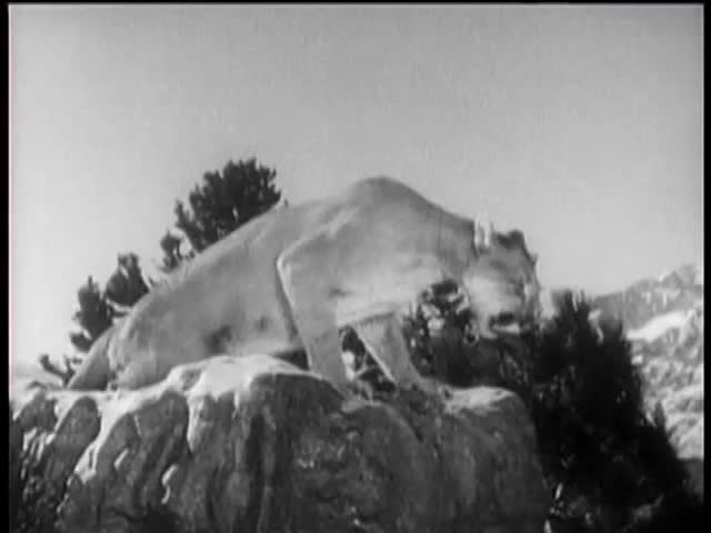 Cougar leaping off rock in national park