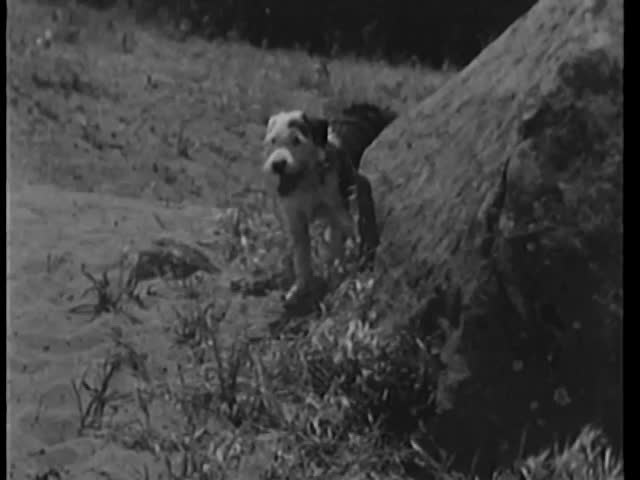 Dog running on sand