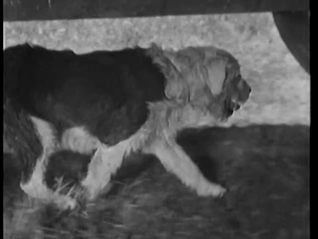 Dog walking under wagon